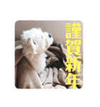 すくすくこむすけ②（個別スタンプ：11）