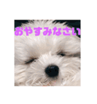 すくすくこむすけ②（個別スタンプ：13）