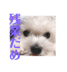 すくすくこむすけ②（個別スタンプ：20）