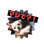 すくすくこむすけ②（個別スタンプ：21）