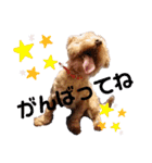 たんたんわんたんスタンプ2（個別スタンプ：8）