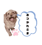たんたんわんたんスタンプ2（個別スタンプ：9）