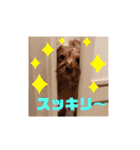 たんたんわんたんスタンプ2（個別スタンプ：13）