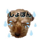 たんたんわんたんスタンプ2（個別スタンプ：16）