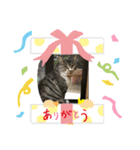 カリちゃん（個別スタンプ：9）
