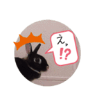 Animal Stamp（個別スタンプ：12）