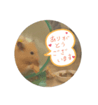 Animal Stamp（個別スタンプ：16）