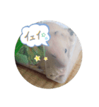 Animal Stamp（個別スタンプ：23）