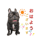 フレブル くろすけとトイプーぷーすけ（個別スタンプ：1）