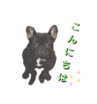 フレブル くろすけとトイプーぷーすけ（個別スタンプ：5）