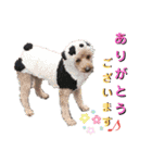 フレブル くろすけとトイプーぷーすけ（個別スタンプ：14）
