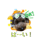 フレブル くろすけとトイプーぷーすけ（個別スタンプ：15）