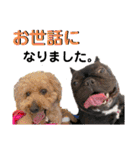 フレブル くろすけとトイプーぷーすけ（個別スタンプ：16）