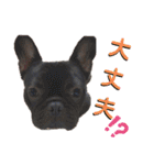 フレブル くろすけとトイプーぷーすけ（個別スタンプ：23）