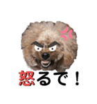 フレブル くろすけとトイプーぷーすけ（個別スタンプ：33）