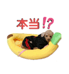 フレブル くろすけとトイプーぷーすけ（個別スタンプ：38）