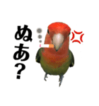 インコのセセリ♂10（個別スタンプ：2）
