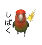 インコのセセリ♂10（個別スタンプ：3）