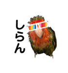 インコのセセリ♂10（個別スタンプ：6）