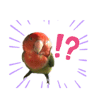 インコのセセリ♂10（個別スタンプ：8）