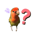 インコのセセリ♂10（個別スタンプ：9）
