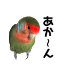 インコのセセリ♂10（個別スタンプ：11）