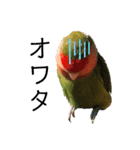 インコのセセリ♂10（個別スタンプ：12）