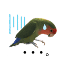 インコのセセリ♂10（個別スタンプ：13）