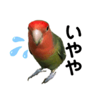 インコのセセリ♂10（個別スタンプ：14）