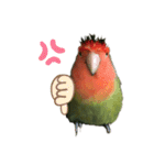 インコのセセリ♂10（個別スタンプ：16）