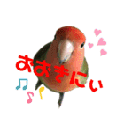 インコのセセリ♂10（個別スタンプ：17）