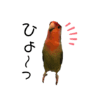 インコのセセリ♂10（個別スタンプ：19）
