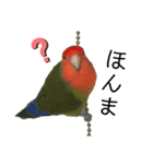 インコのセセリ♂10（個別スタンプ：20）