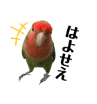 インコのセセリ♂10（個別スタンプ：21）