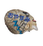 今日のこむぎたん2（個別スタンプ：2）