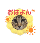 今日のこむぎたん2（個別スタンプ：9）