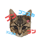 今日のこむぎたん2（個別スタンプ：11）