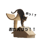 今日のこむぎたん2（個別スタンプ：19）