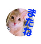 レオたんスタンプ0221（個別スタンプ：4）