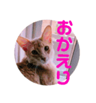 レオたんスタンプ0221（個別スタンプ：7）