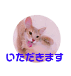 レオたんスタンプ0221（個別スタンプ：9）