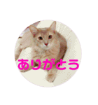 レオたんスタンプ0221（個別スタンプ：11）