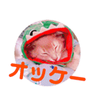 レオたんスタンプ0221（個別スタンプ：13）