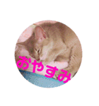 レオたんスタンプ0221（個別スタンプ：16）