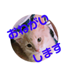レオたんスタンプ0221（個別スタンプ：20）