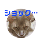 レオたんスタンプ0221（個別スタンプ：25）