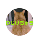 レオたんスタンプ0221（個別スタンプ：26）