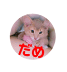 レオたんスタンプ0221（個別スタンプ：29）