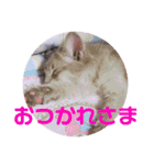 レオたんスタンプ0221（個別スタンプ：31）