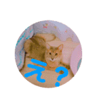 レオたんスタンプ0221（個別スタンプ：33）
